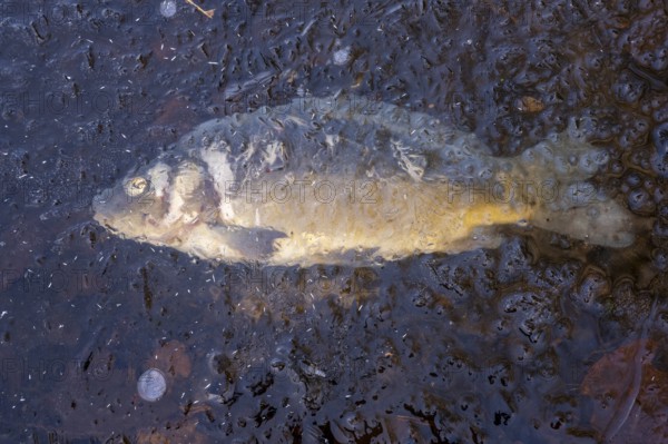 Dead carp (Cyprinus carpio) embedded in ice, Ahlhorn fish ponds, Ahlhorn, Lower Saxony, Germany