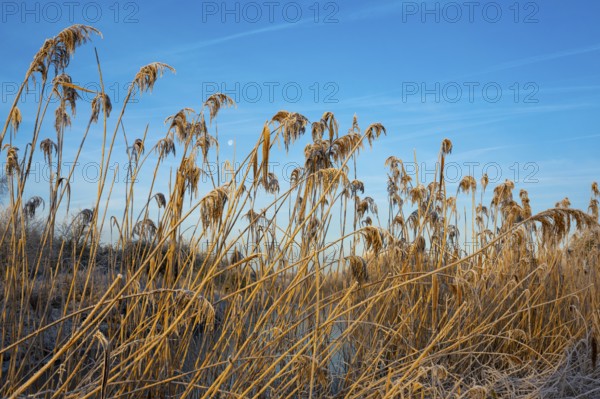 Winter hoarfrost at Ahlhorn fish ponds, reeds, Ahlhorn fish ponds, Ahlhorn, Lower Saxony, Germany