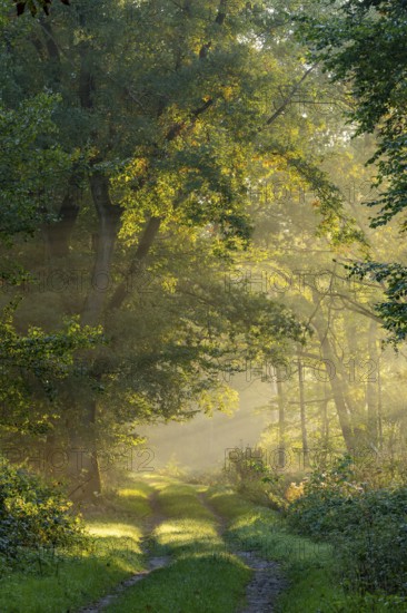 Daybreak at Ahlhorn fish ponds, foggy, sunbeams, Ahlhorn fish ponds, Ahlhorn, Lower Saxony, Germany