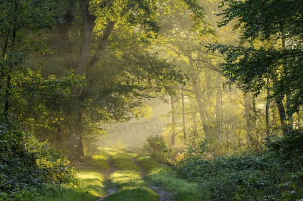 Daybreak at Ahlhorn fish ponds, foggy, sunbeams, Ahlhorn fish ponds, Ahlhorn, Lower Saxony, Germany