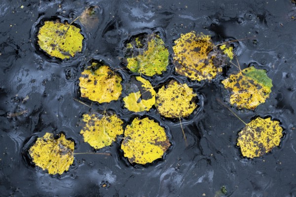 Leaves of an aspen (Populus tremula) in autumn, Goldenstedt, Lower Saxony, Germany