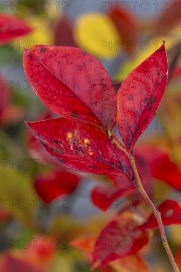 Red leaf of a blueberry, blueberry (Vaccinium myrtillus), Goldenstedt, Lower Saxony, Germany