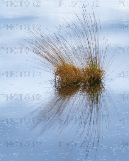 Bulrushes with moor grass (Molinia caerulea) in the moor, Goldenstedt, Lower Saxony, Germany