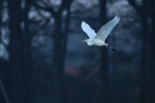 Great White Egret (Ardea alba, syn.: Casmerodius albus, Egretta alba), Dümmer, Lembruch, Lower Saxony, Germany