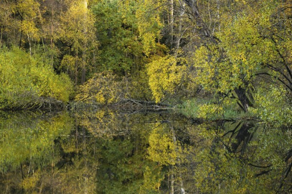 Autumn at the Ahlhorn fish ponds, forest, Ahlhorn, Lower Saxony, Germany