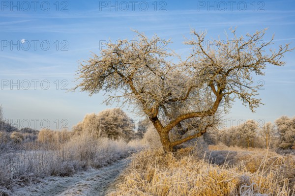 Winter hoarfrost at Ahlhorn fish ponds, apple tree, Ahlhorn fish ponds, Ahlhorn, Lower Saxony, Germany