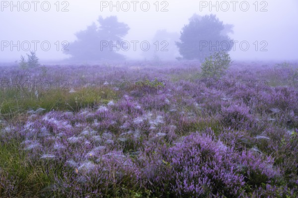 Flowering heather (Calluna vulgaris) with pine trees on a foggy morning in the Ahlhorner Heide, Ahlhorn, Lower Saxony, Germany
