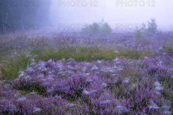 Flowering heather (Calluna vulgaris) on a foggy morning in the Ahlhorner Heide, Ahlhorn, Lower Saxony, Germany