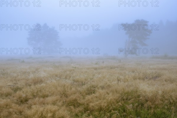 Foggy morning in the Ahlhorner Heide, Ahlhorn, Lower Saxony, Germany