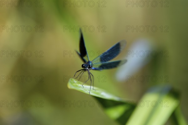 A Banded demoiselle (Calopteryx splendens) sitting on a leaf, iridescent wings glistening in the sun, Lower Saxony, Germany