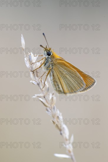 Large skipper (Ochlodes sylvanus), Ahlhorn, Lower Saxony, Germany