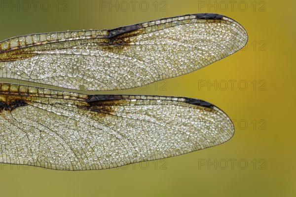 Wings of the four-spotted dragonfly (Libellula quadrimaculata), Ahlhorn, Lower Saxony, Germany