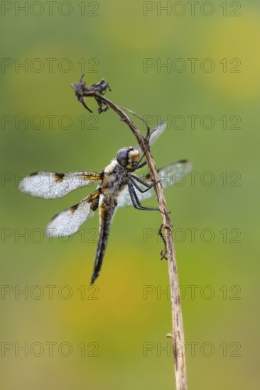 Four-spotted dragonfly (Libellula quadrimaculata), Ahlhorn, Lower Saxony, Germany