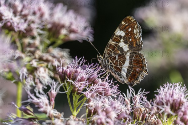 Map Butterfly (Araschnia levana), Ahlhorn, Lower Saxony, Germany
