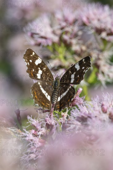 Map Butterfly (Araschnia levana), Ahlhorn, Lower Saxony, Germany