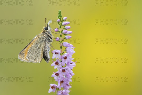 Large skipper (Ochlodes sylvanus) on flowering heather (Calluna vulgaris), Ahlhorn, Lower Saxony, Germany