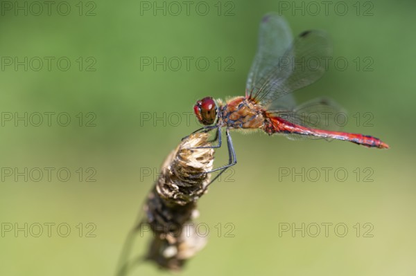 Ruddy Darter dragonfly (Sympetrum sanguineum), Ahlhorn, Lower Saxony, Germany