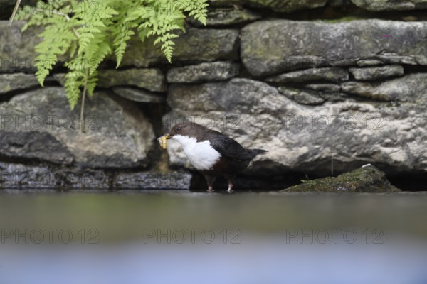A dipper (Cinclus cinclus) stands at the edge of a body of water in front of a stone wall, surrounded by ferns, North Rhine-Westphalia, Germany