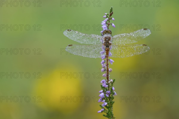 Marsh dragonfly (Sympetrum depressiusculum) in the morning dew on flowering heather (Calluna vulgaris), Ahlhorn, Lower Saxony, Germany