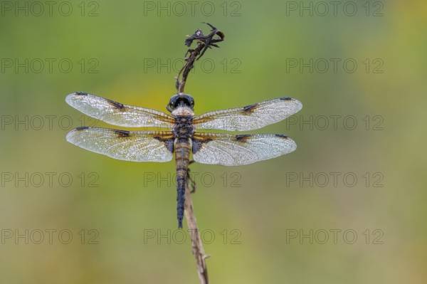 Four-spotted dragonfly (Libellula quadrimaculata), Ahlhorn, Lower Saxony, Germany