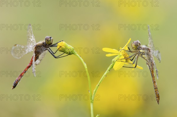 Marsh dragonfly (Sympetrum depressiusculum), Ahlhorn, Lower Saxony, Germany