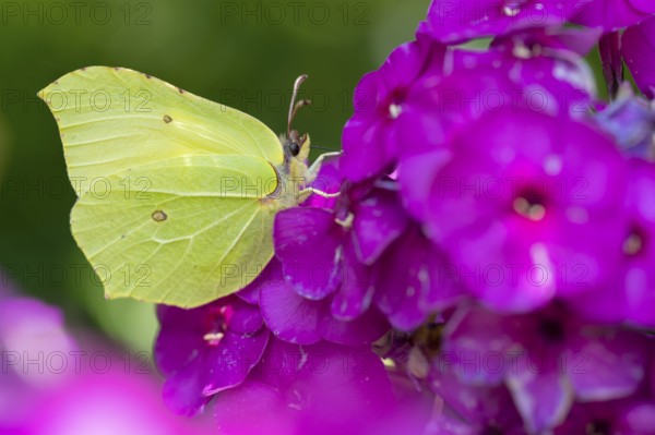 Lemon butterfly (Gonepteryx rhamni), Vechta, Lower Saxony, Germany