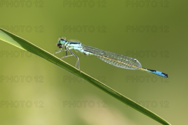 Blue-tailed damselfly (Ischnura elegans), Ahlhorn, Lower Saxony, Germany