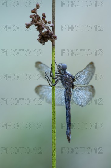Marsh dragonfly (Sympetrum depressiusculum), Ahlhorn, Lower Saxony, Germany