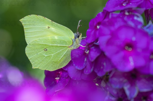 Lemon butterfly (Gonepteryx rhamni), Vechta, Lower Saxony, Germany