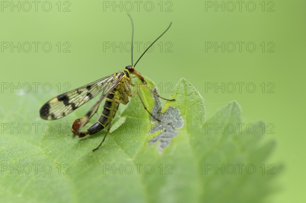 German Scorpion Fly (Panorpa germanica), Ahlhorn, Lower Saxony, Germany