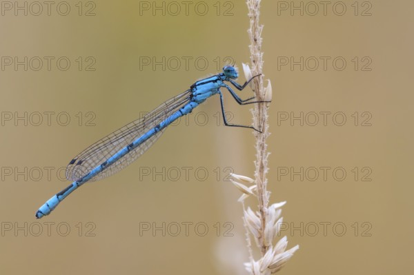 Common blue damselfly (Enallagma cyathigerum), Ahlhorn, Lower Saxony, Germany