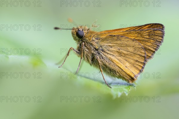 Large skipper (Ochlodes sylvanus), Ahlhorn, Lower Saxony, Netherlands