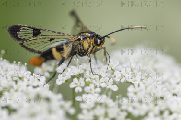 Large birch glasswing (Synanthedon scoliaeformis), Ahlhorn, Lower Saxony, Germany