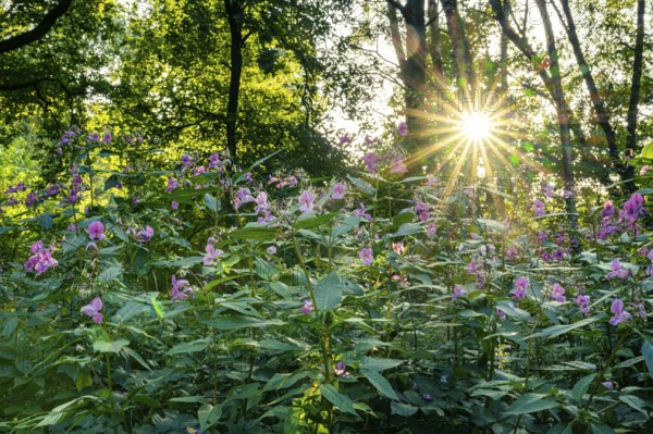 Balsam (Impatiens), neophytes, Ahlhorn, Lower Saxony, Germany