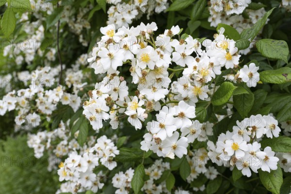 Hedge rose (Rosa corymbifera), Ahlhorn, Lower Saxony, Germany