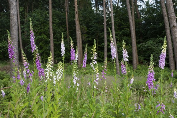 Flowering foxglove (Digitalis purpurea) in a forest clearing, Vechta, Lower Saxony, Germany
