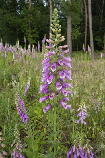 Flowering foxglove (Digitalis purpurea) in a forest clearing, Vechta, Lower Saxony, Germany