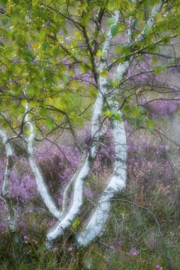 Birches for heather blossoms in the moor, Goldenstedter Moor, Goldenstedt, Lower Saxony, Germany