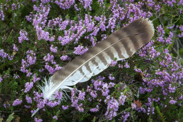 Feather on blooming heath in moor, Goldenstedter Moor, Goldenstedt, Lower Saxony, Germany