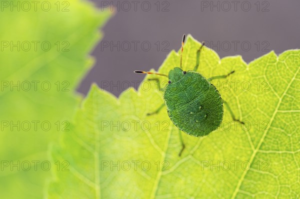 Green shield bug (Palomena prasina), Ahlhorn, Lower Saxony, Germany