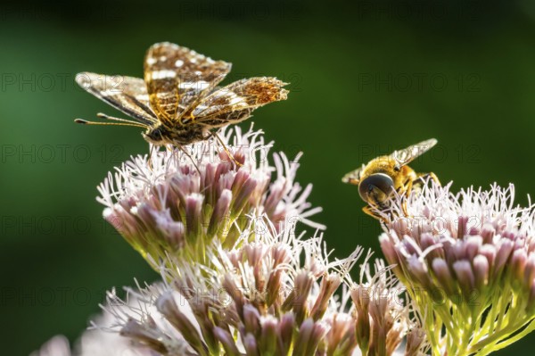 Map Butterfly (Araschnia levana), Ahlhorn, Lower Saxony, Germany