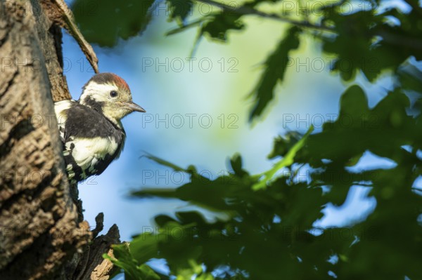Young great spotted woodpecker (Dendrocopos major) at the breeding den, Ahlhorn, Lower Saxony, Germany
