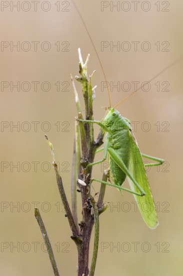 Great green bush cricket (Tettigonia viridissima), Ahlhorn, Lower Saxony, Germany