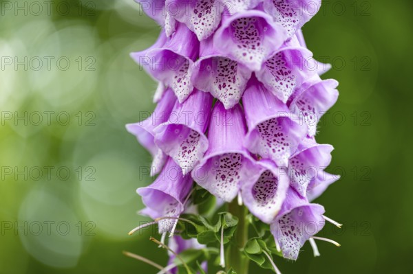 Flowering foxglove (Digitalis purpurea), Ahlhorn, Lower Saxony, Germany