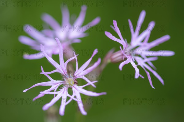 Cuckoo flower (Silene flos-cuculi), Ahlhorn, Lower Saxony, Germany