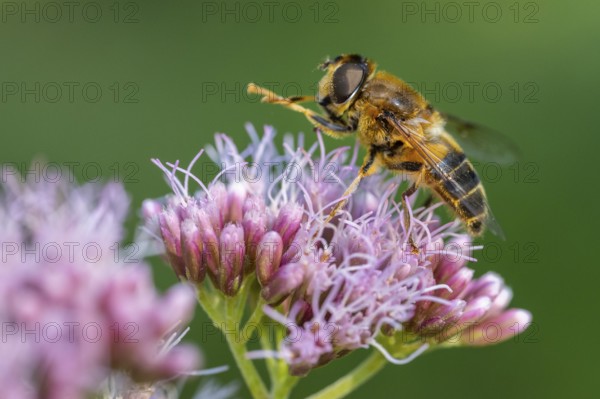 Hoverfly (Eristalis), Ahlhorn, Lower Saxony, Germany