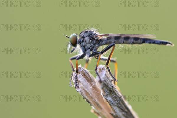 Tolmerus atricapillus (Tolmerus atricapillus), Ahlhorn, Lower Saxony, Germany