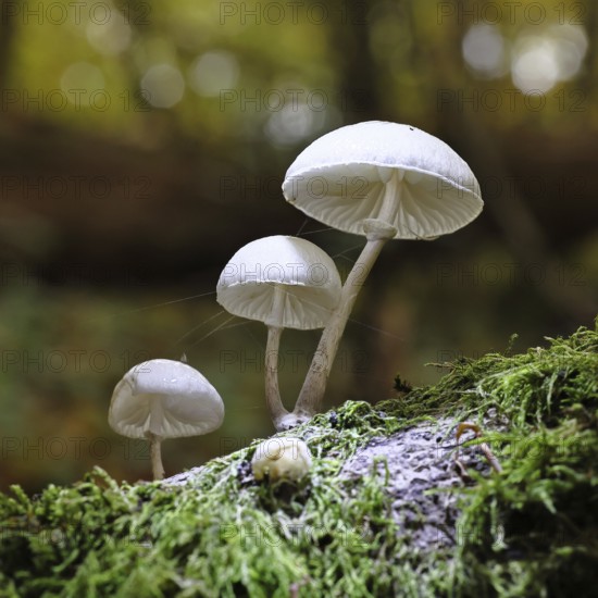 Ringed beech slime beetle (Oudemansiella mucida), on beech deadwood, Wilnsdorf, North Rhine-Westphalia, Germany