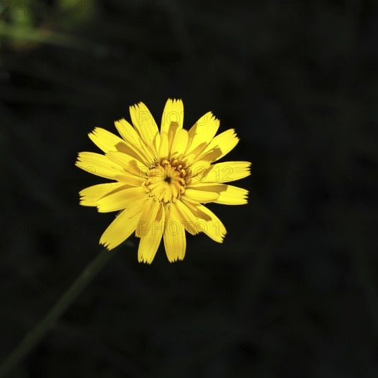 Mouse-ear hawkweed, also known as Lesser mouse-ear hawkweed or long-haired hawkweed (Hieracium pilosella), medicinal plant used medicinally as a diuretic, it also has a mild psychoactive effect that is compared to that of cannabis, close-up against a black background, Wilnsdorf, North Rhine-Westphalia, Germany