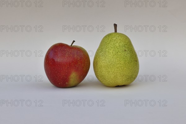 Apple (Malus) and pear (Pyrus communis), with white background, synonym for comparing apples with pears, Wilnsdorf, North Rhine-Westphalia, Germany